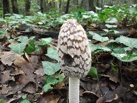 Bosco_Nicolosi - Amanita_pantherina_20101029 015.jpg